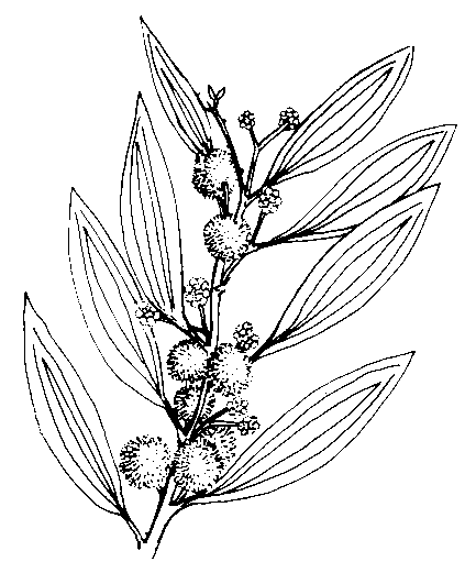 433x521 Httpwww.anbg.gov.augardensvisitingexploringaboriginal Trail