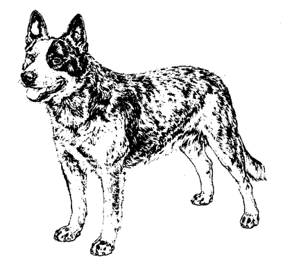 408x392 Australian Cattle Dog Blue Heeler Coloring Pages Sketch Coloring