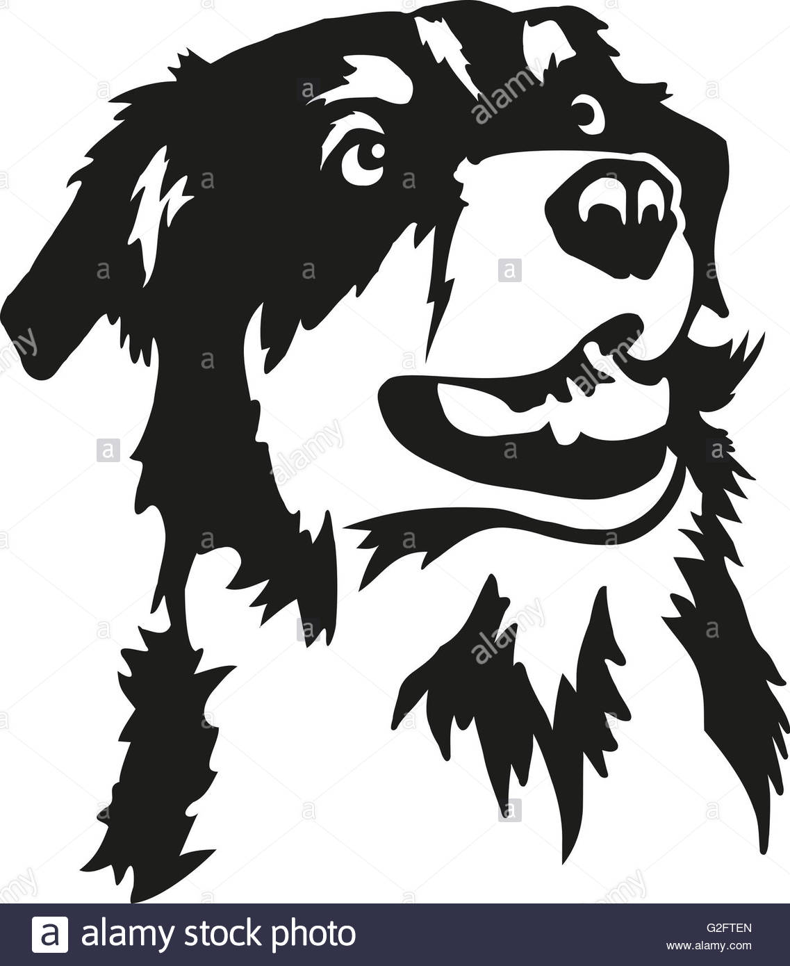 1137x1390 Australian Shepherd Head Stock Photo, Royalty Free Image