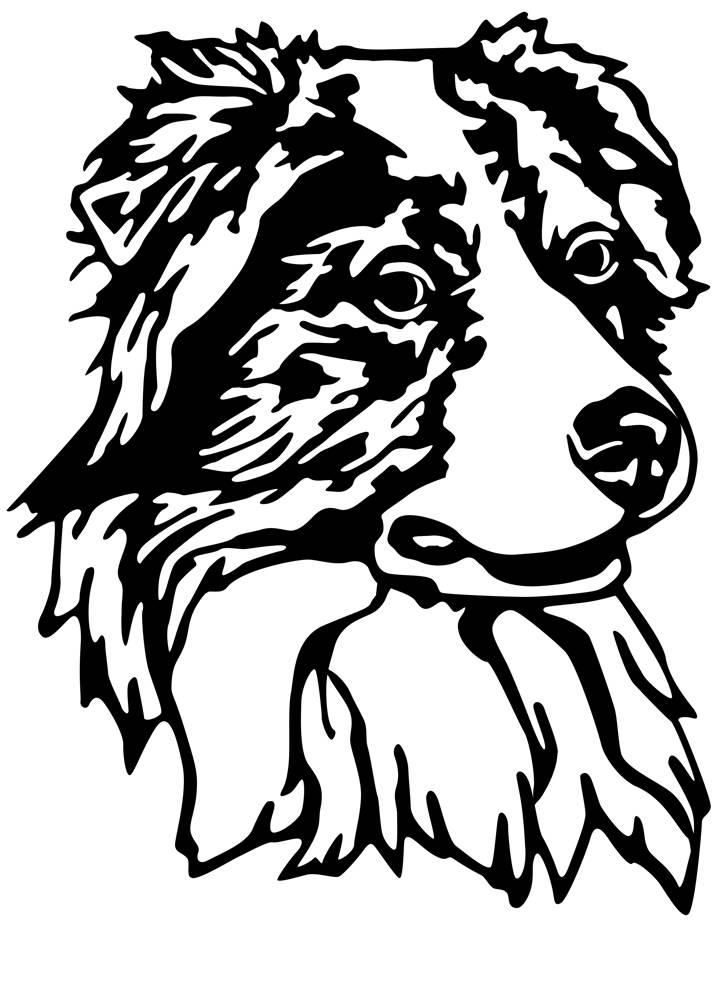 Australian Shepherd Drawing at GetDrawings | Free download