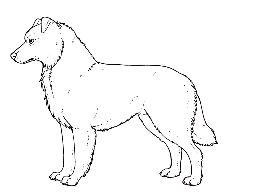 Australian Shepherd Drawing at GetDrawings | Free download