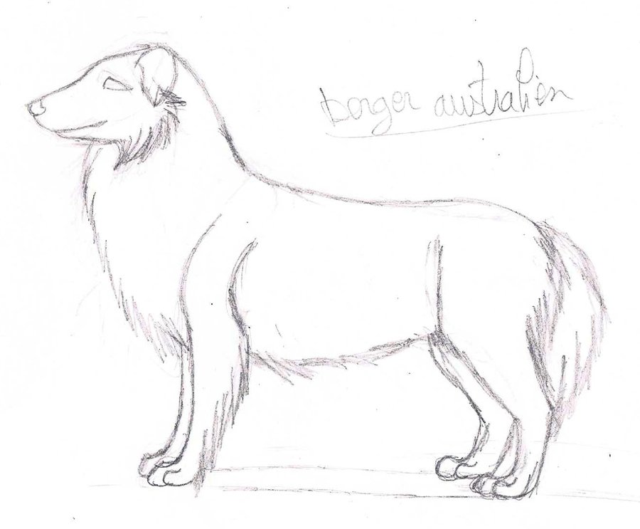 900x743 Sketch. Australian Shepherd By Licorneor