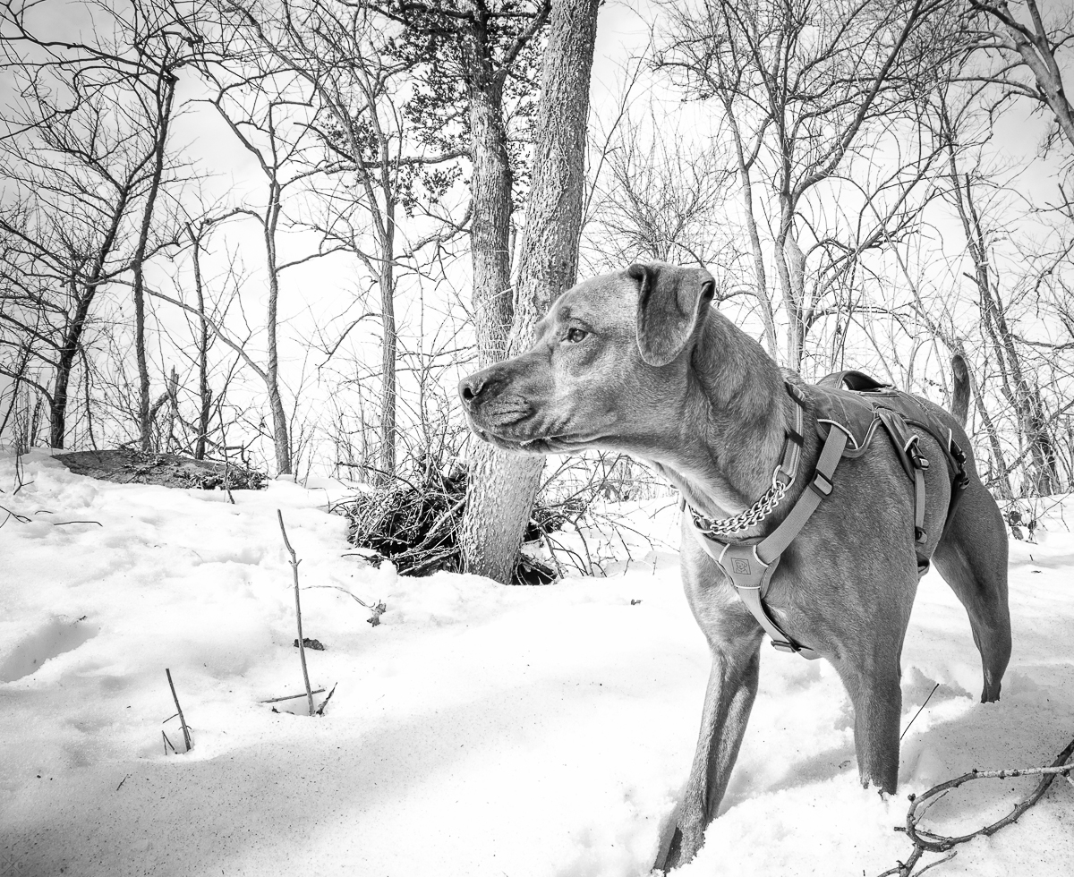 1200x980 Dog Photos Archives