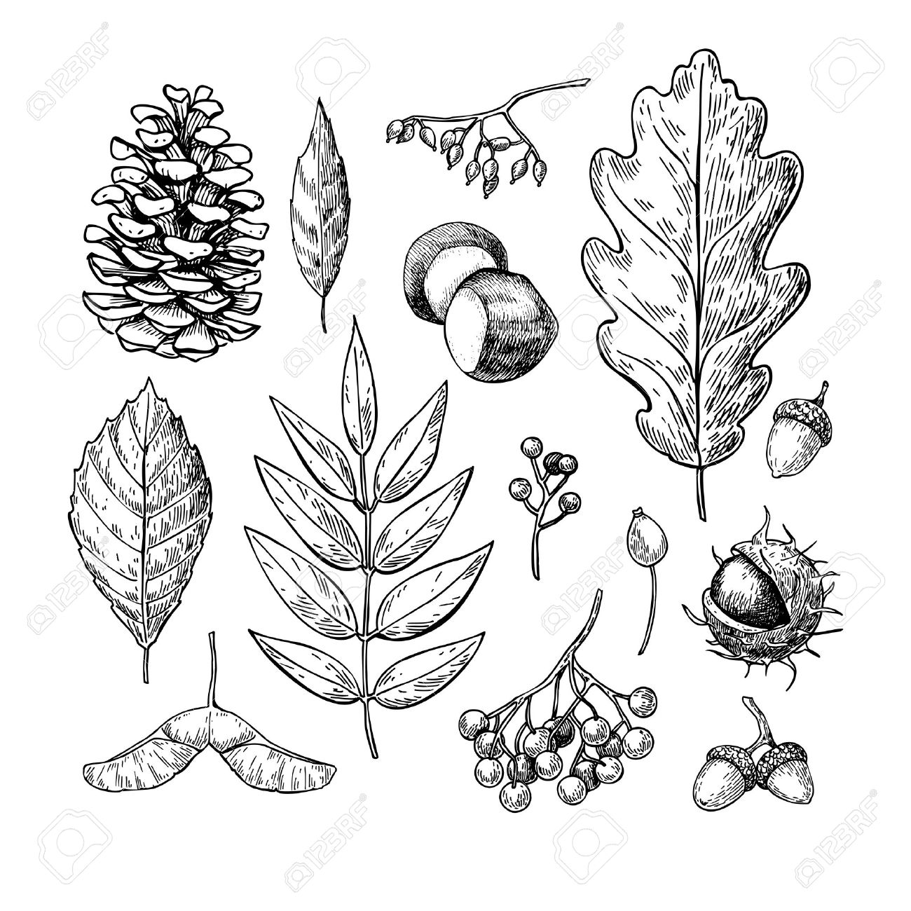 1300x1300 Autumn Vector Set With Leaves, Berries, Fir Cones, Nuts, Mushrooms