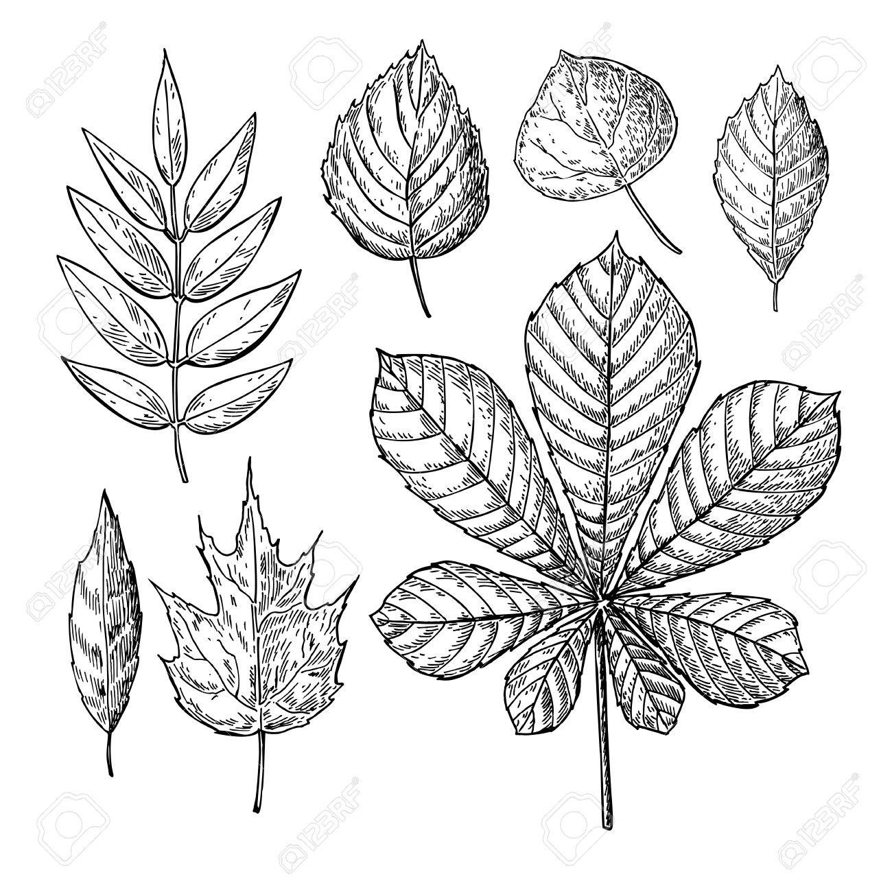 1300x1300 Vector Autumn Drawing Leaves Set. Isolated Objects. Hand Drawn