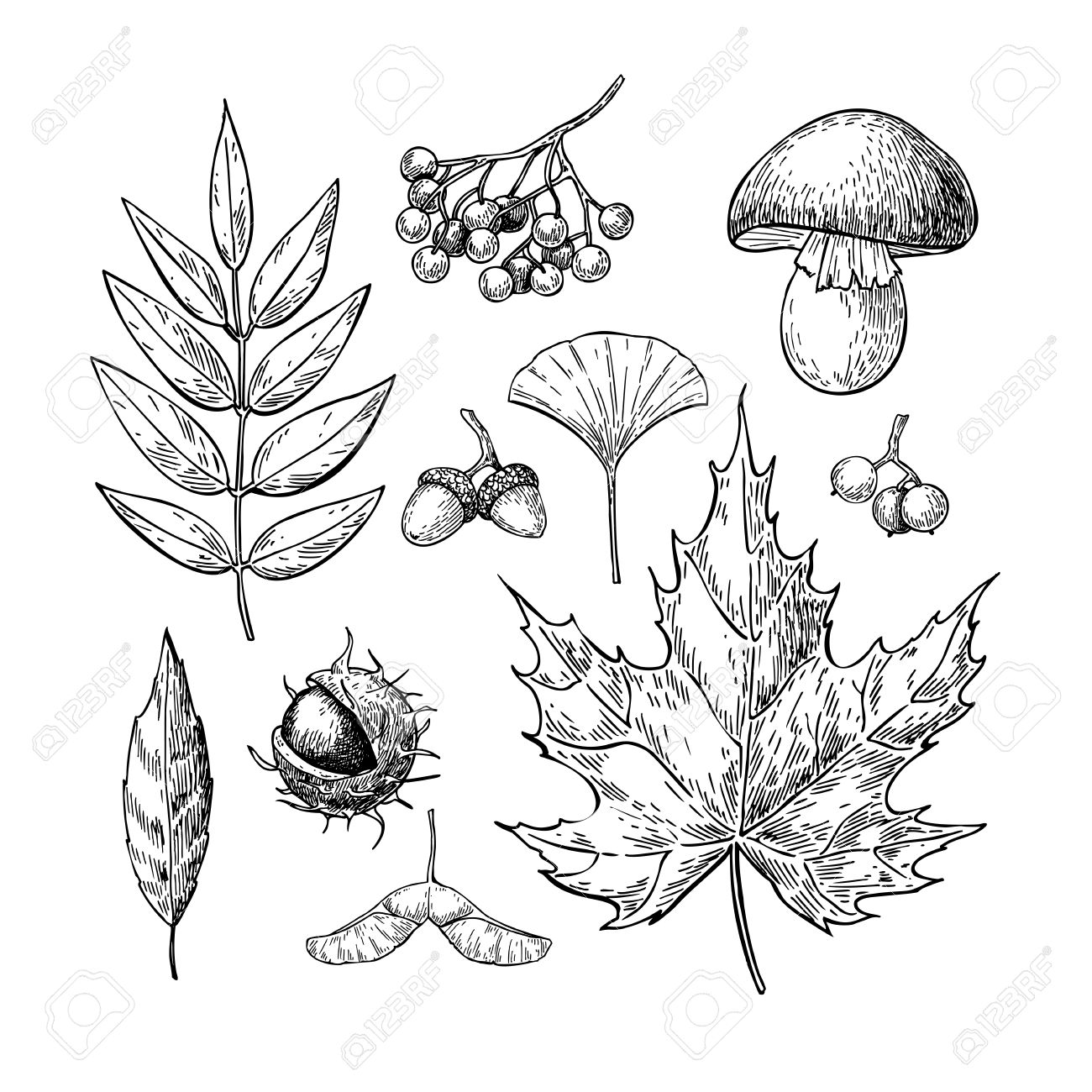 1300x1300 Autumn Vector Set With Leaves, Berries, Chestnuts, Nuts, Mushrooms