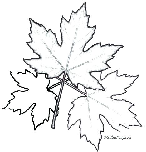 468x486 Leaves Coloring Pages Printable Free Printable Leaf Coloring Pages