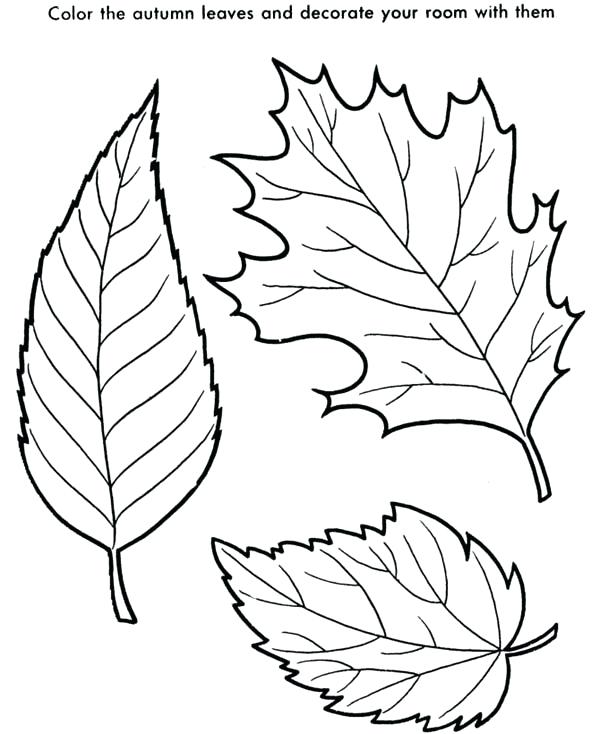 Autumn Leaf Drawing at GetDrawings | Free download