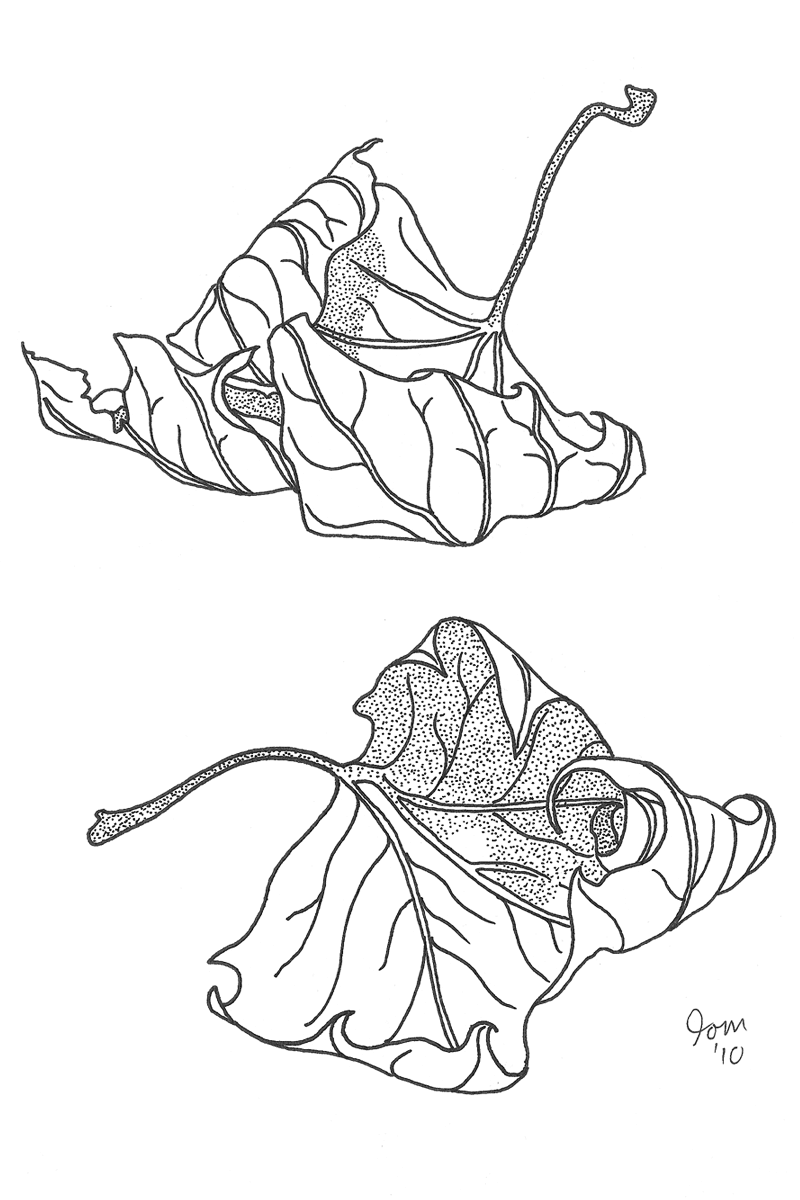 800x1200 Autumn Leaves Tom Lancaster