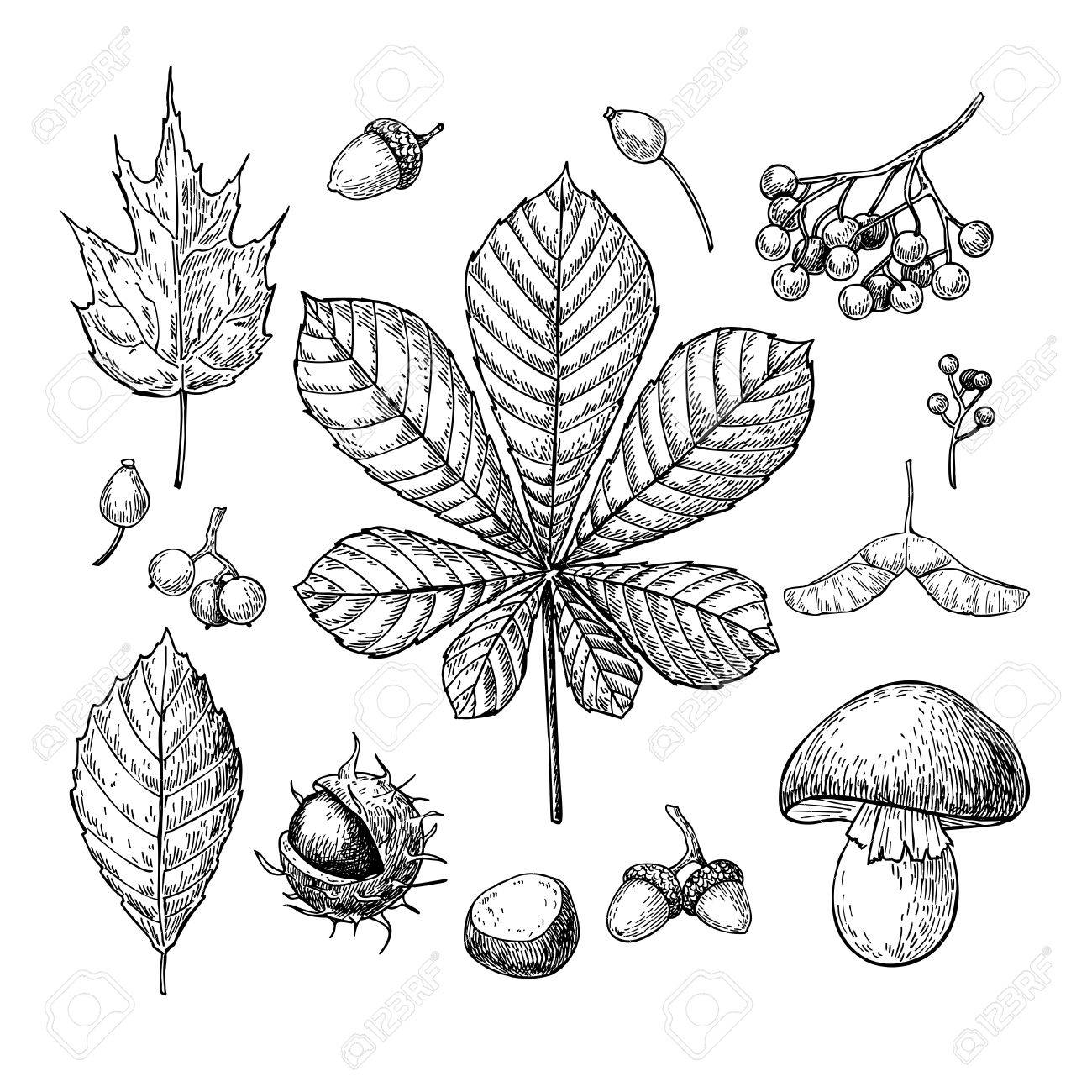 1300x1300 Autumn Vector Set With Leaves, Berries, Chestnuts, Nuts, Mushrooms