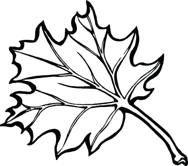 600x531 Autumn Leaf Coloring Pages Autumn Leaves Coloring Pages Preschool