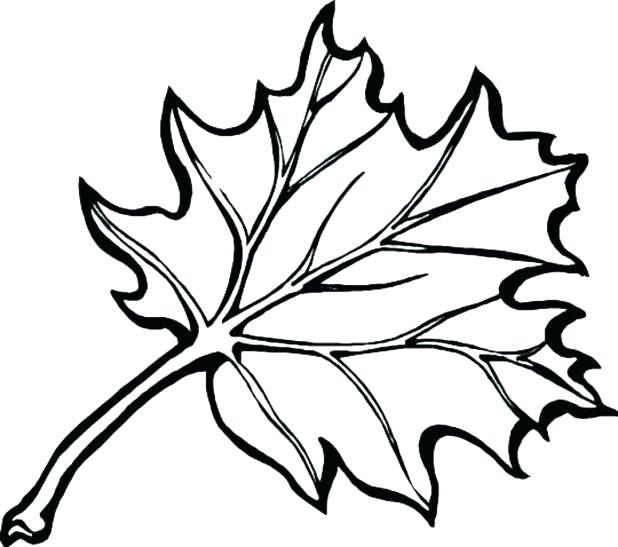 618x547 Fall Leaves Coloring Page Autumn Leaves Coloring Page Fall Leaves