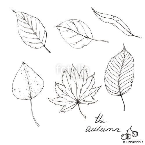 500x500 Hand Drawn Line Art. Sketches Of Different Autumn Leaves Isolated