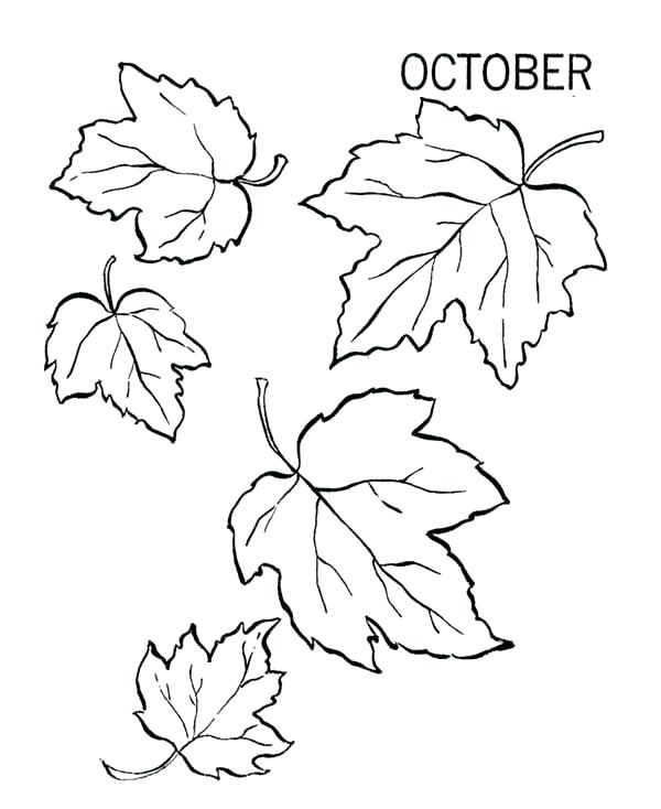 600x734 Leaf Color Pages Autumn Leaves Coloring Pages Printable Autumn