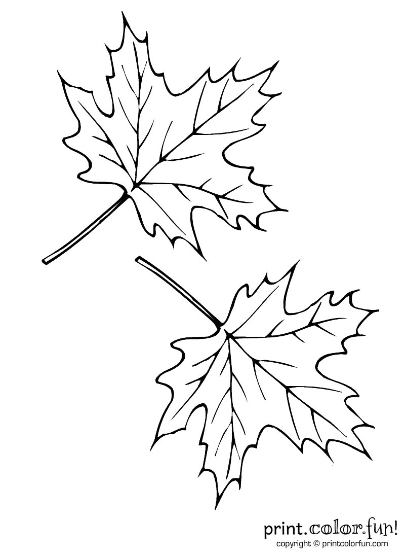 800x1100 Two Autumn Leaves Coloring Page