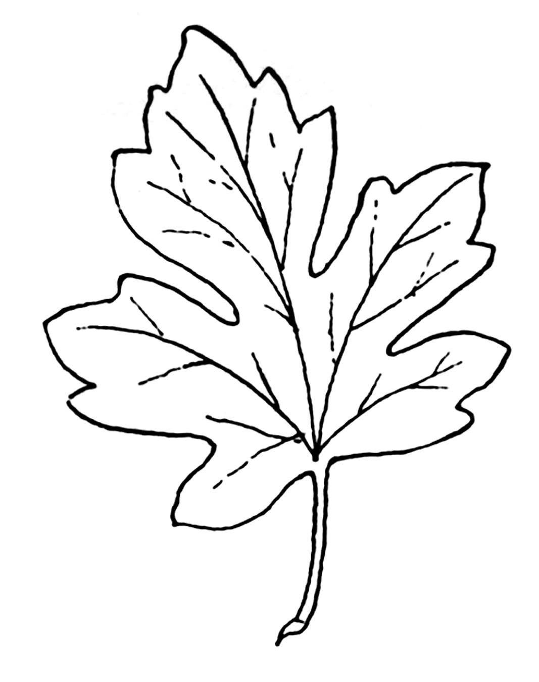 1067x1350 Autumn Leaves Clipart Black And White