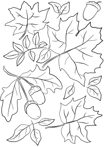 340x480 Autumn Leaves And Acorns Coloring Page Free Printable Coloring Pages