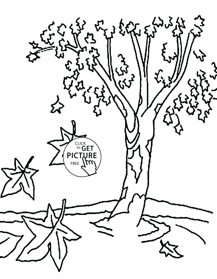 736x944 Fall Tree Coloring Sheet Seasons Ng Pages Images And Simple Ng