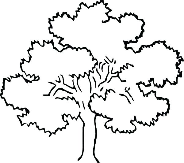 600x533 Great Coloring Pages For Trees Crayola Photo Without Leaves World
