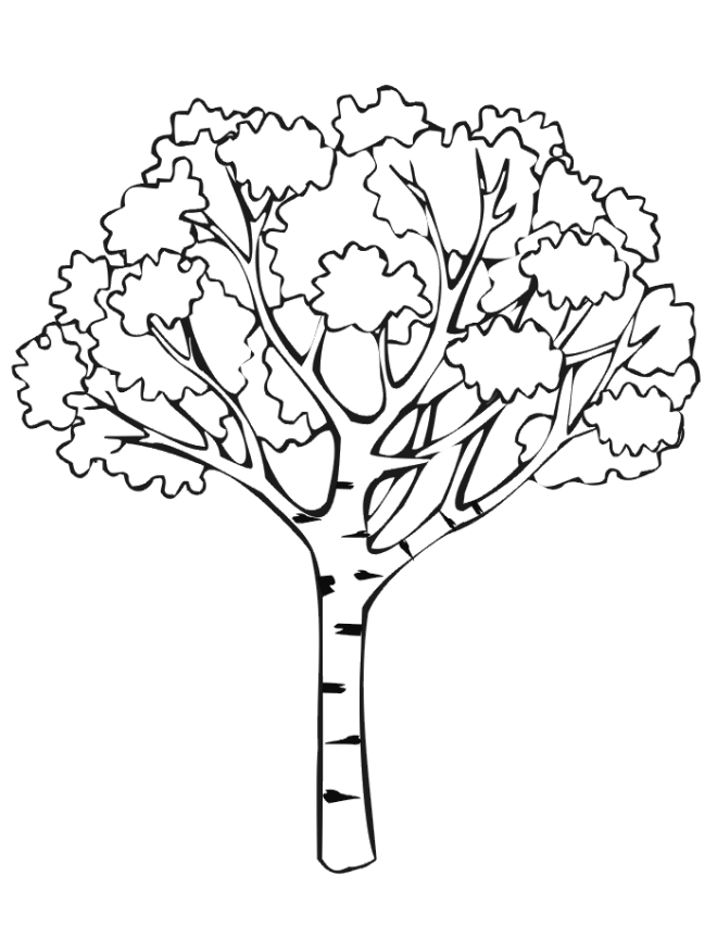 660x853 Autumn Coloring Page Autumn Tree
