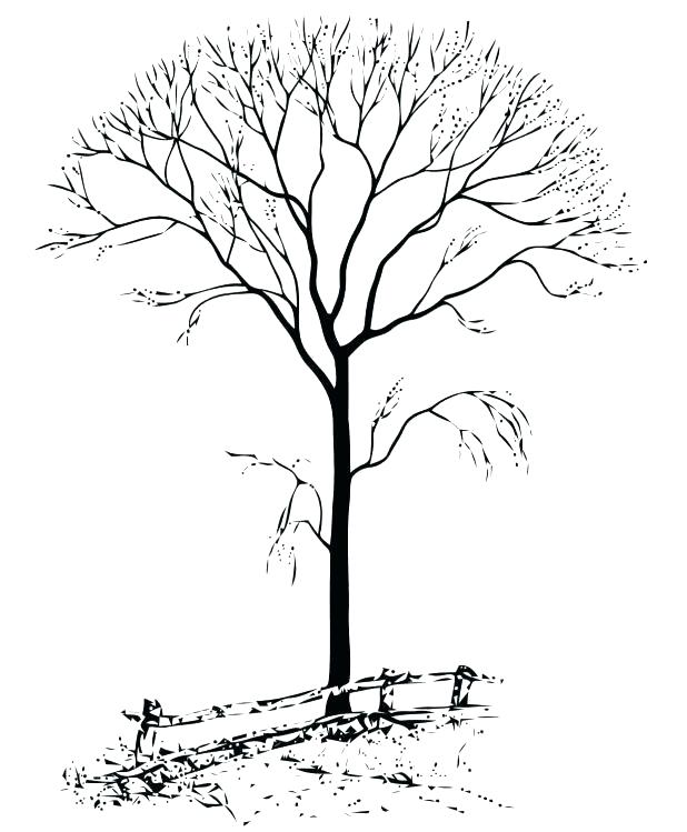 618x749 Fall Tree Coloring Sheet Convobox.co