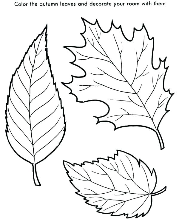 600x734 Leaves Coloring Pages Printable Leaves Coloring Page Maple Leaf Is