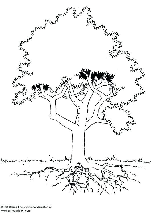 530x750 Coloring Page Tree Coloring Page Tree Coloring Pages Autumn Trees
