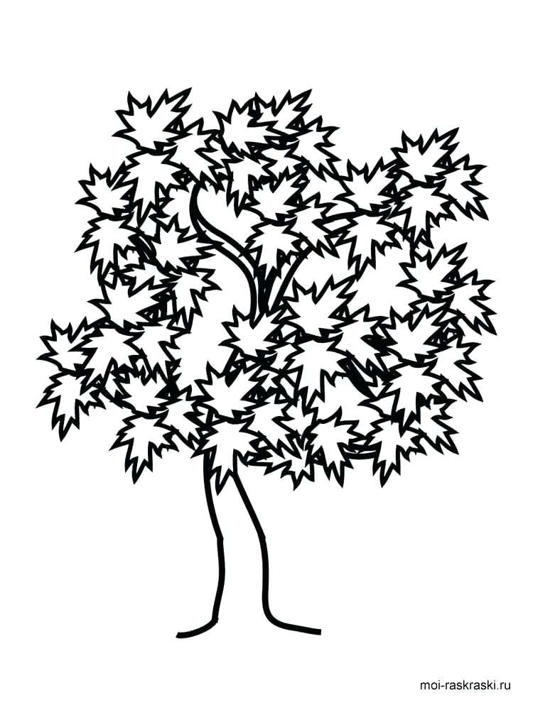 750x1000 Coloring Pages Of Trees Tree Without Leaves Coloring Page Tree