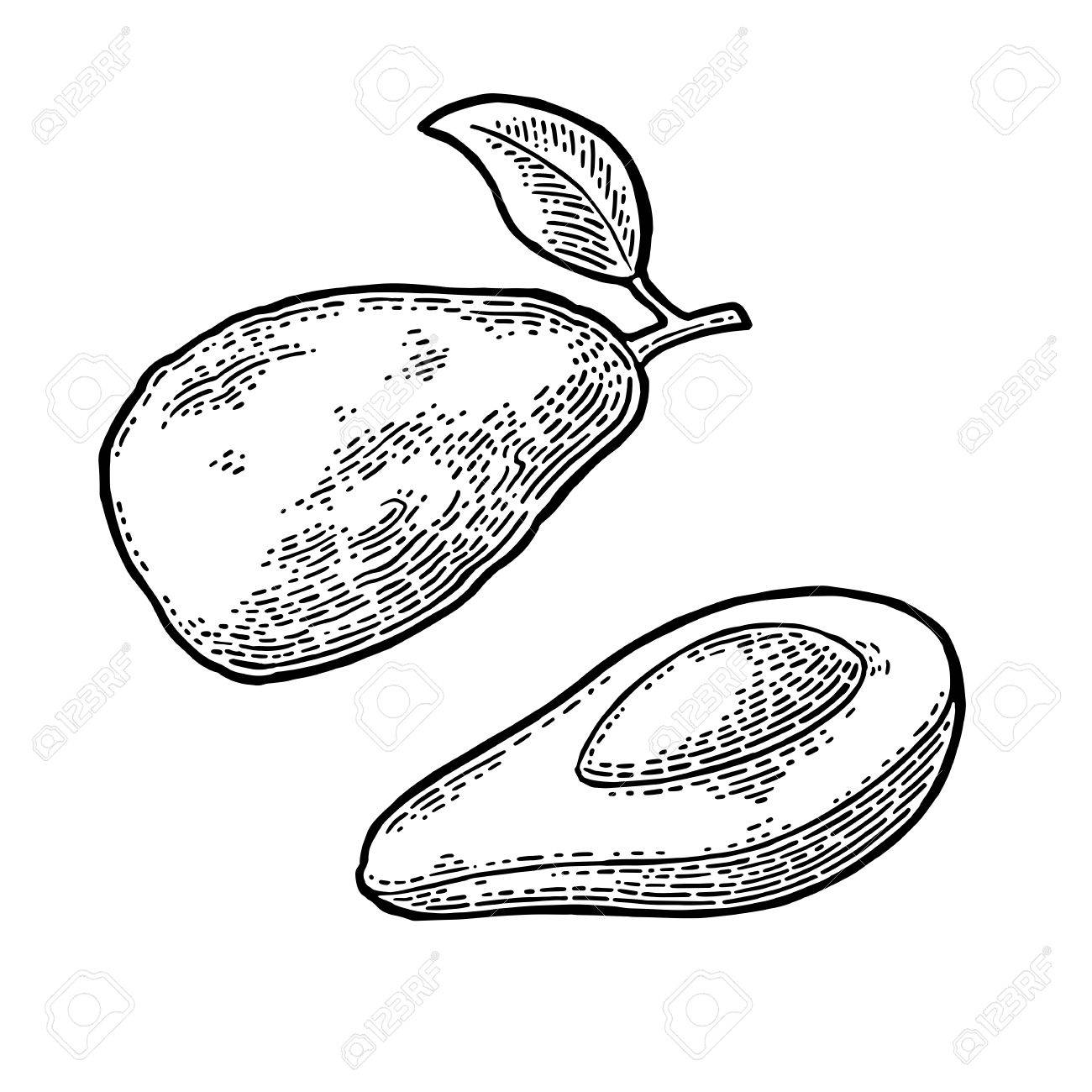 1300x1300 Half Avocado With Seed. Vector Vintage Engraving Color Royalty