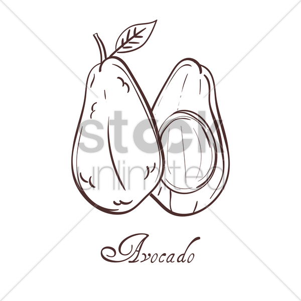 600x600 Avocado Vector Image