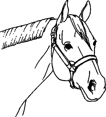 432x476 Halter Horse Drawing And Award