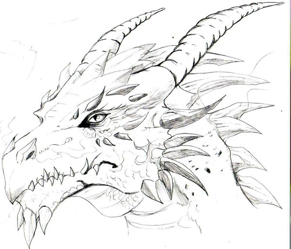 600x513 My 1st Dragon Sketch By Trunks24