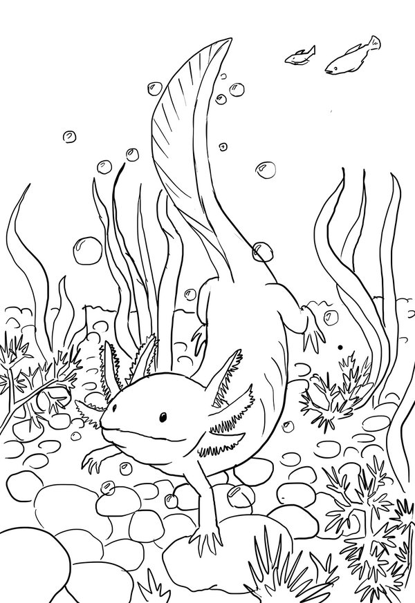 600x873 Axolotl Line Drawing By Kamazotz