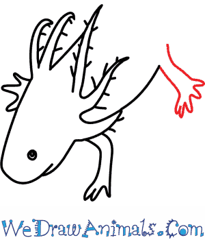 300x350 How To Draw An Axolotl