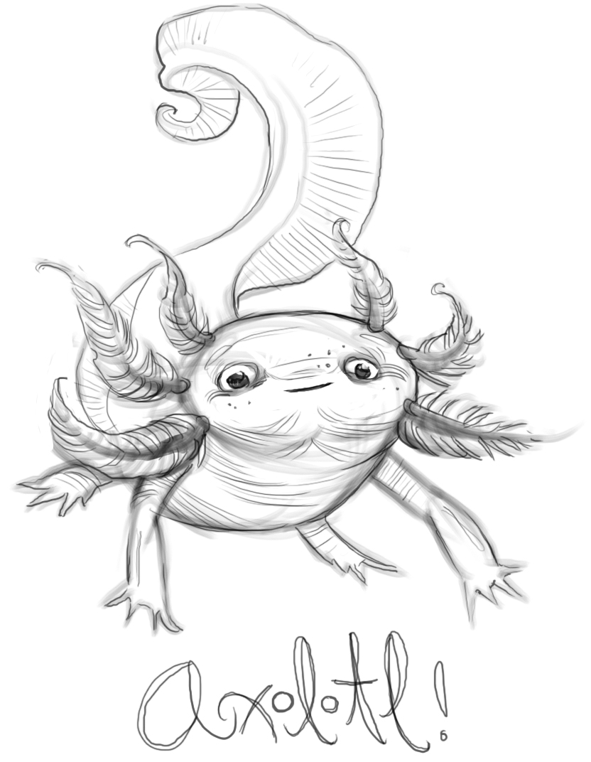 832x1072 Mega Sketchies Axolotl!