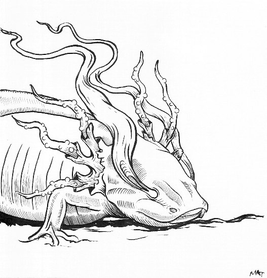 527x547 Original Ink Drawing Magical Axolotl Van Mat1tillustration Op Etsy