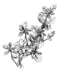 258x300 Azalea Study Drawing By Tim Treadwell