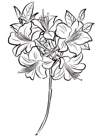 342x480 Azalea Coloring Page Free Printable Coloring Pages