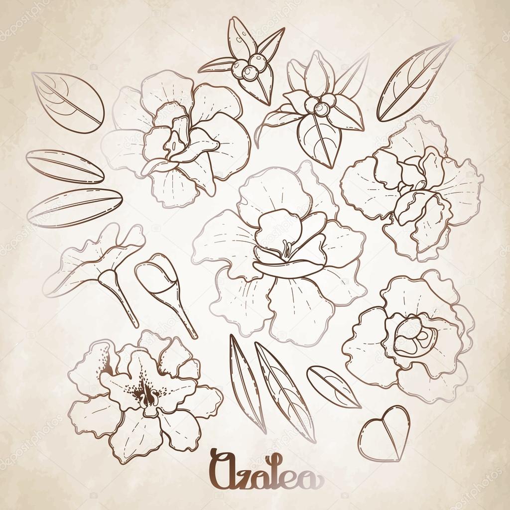 1024x1024 Azalea Leaves And Flowers Collection Stock Vector Homunkulus28