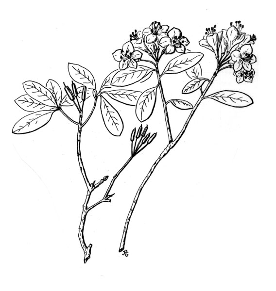 568x600 Azalea (Rhododendron Spp.)