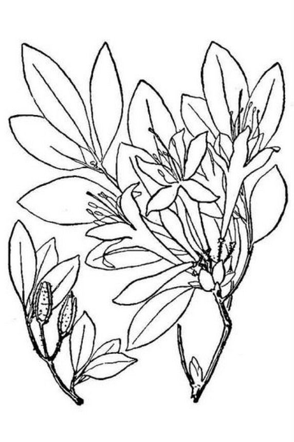 572x860 Azalea Coloring Pages