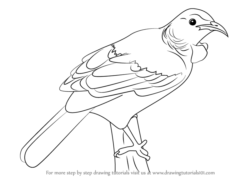 800x566 Learn How To Draw A Tui Bird (Birds) Step By Step Drawing Tutorials