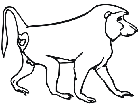 480x371 Baboon Monkey Coloring Page Free Printable Coloring Pages