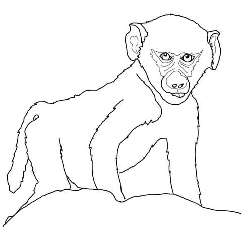 480x470 Baby Baboon Coloring Page Free Printable Coloring Pages