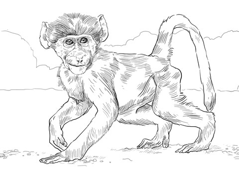 480x360 Chacma Baboon Baby Coloring Page Free Printable Coloring Pages
