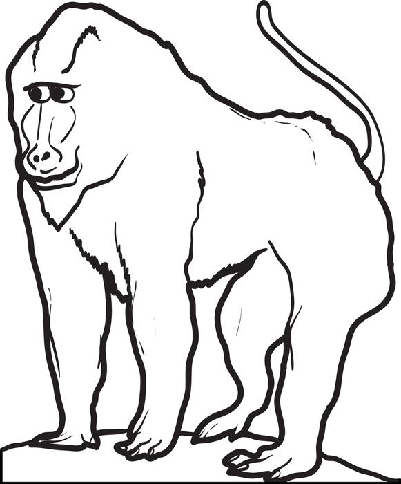 581x700 Free, Printable Baboon Coloring Page For Kids