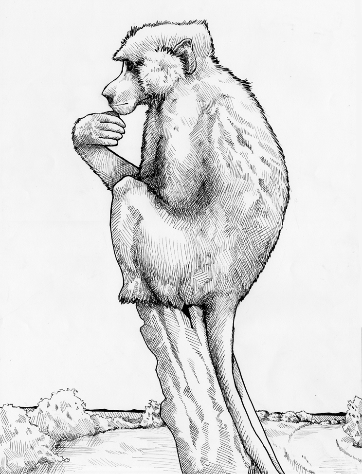 744x974 Pensive Baboon By Stuffed
