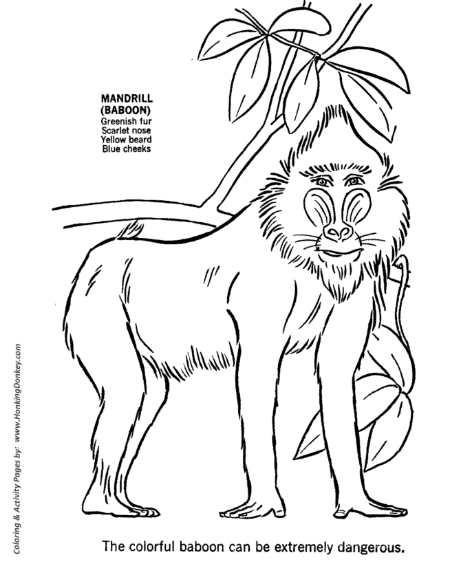 670x820 Wild Animal Coloring Pages Baboon Coloring Page And Kids