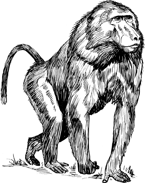 474x597 Baboon Drawing