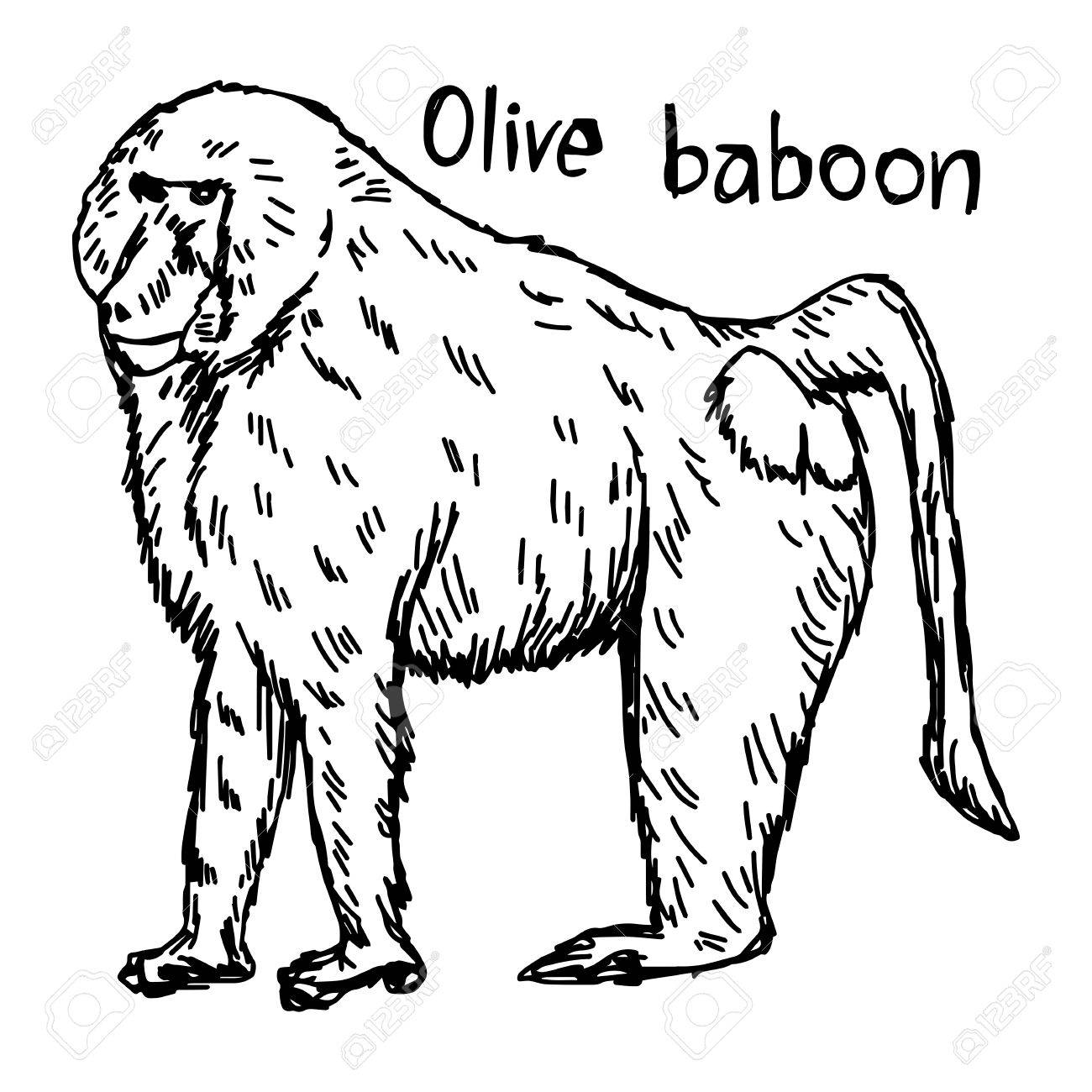 1300x1300 Olive Baboon